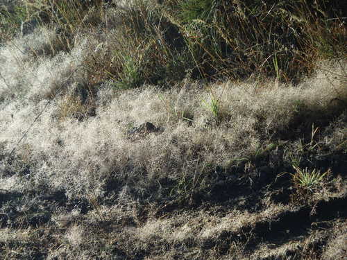 GDMBR: Sunlight refracting in the feather grass dew.